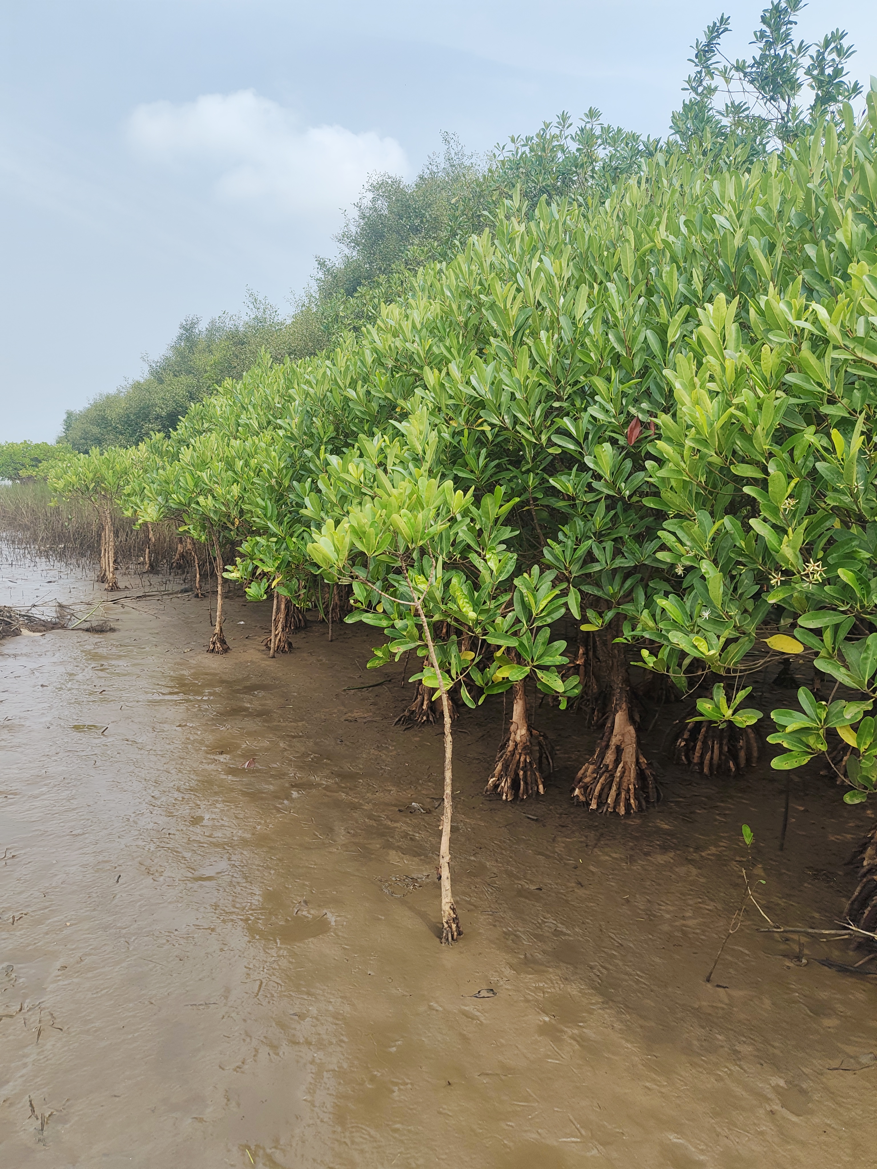 Mangrove Restoration
