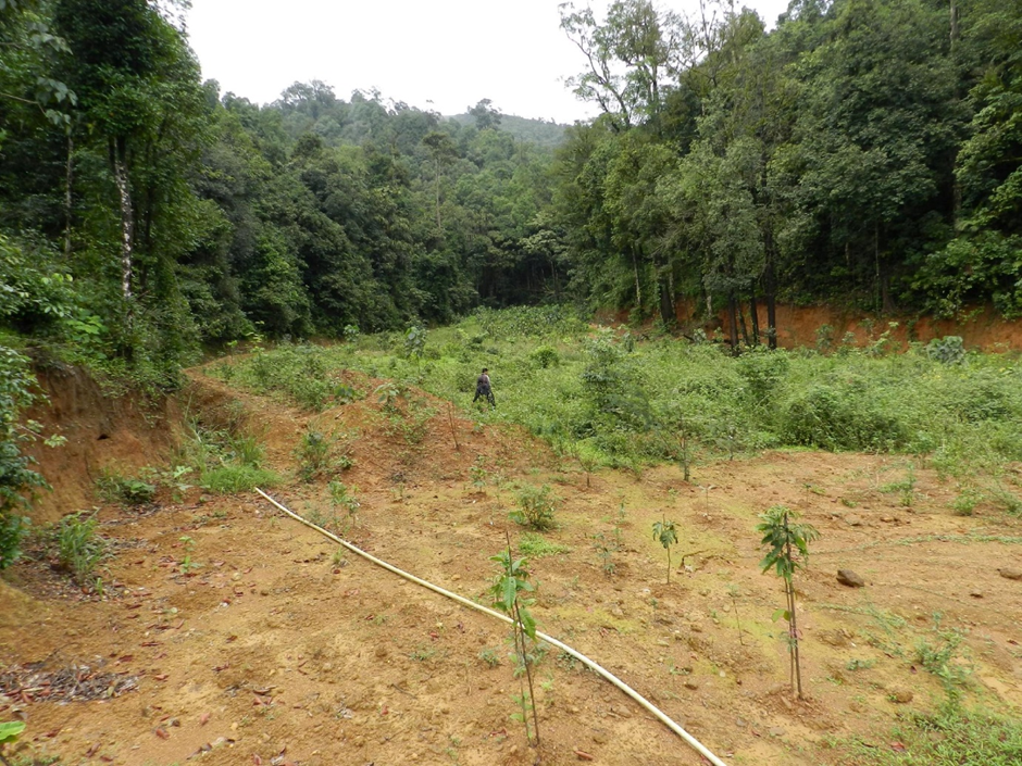 Swamp Restoration
