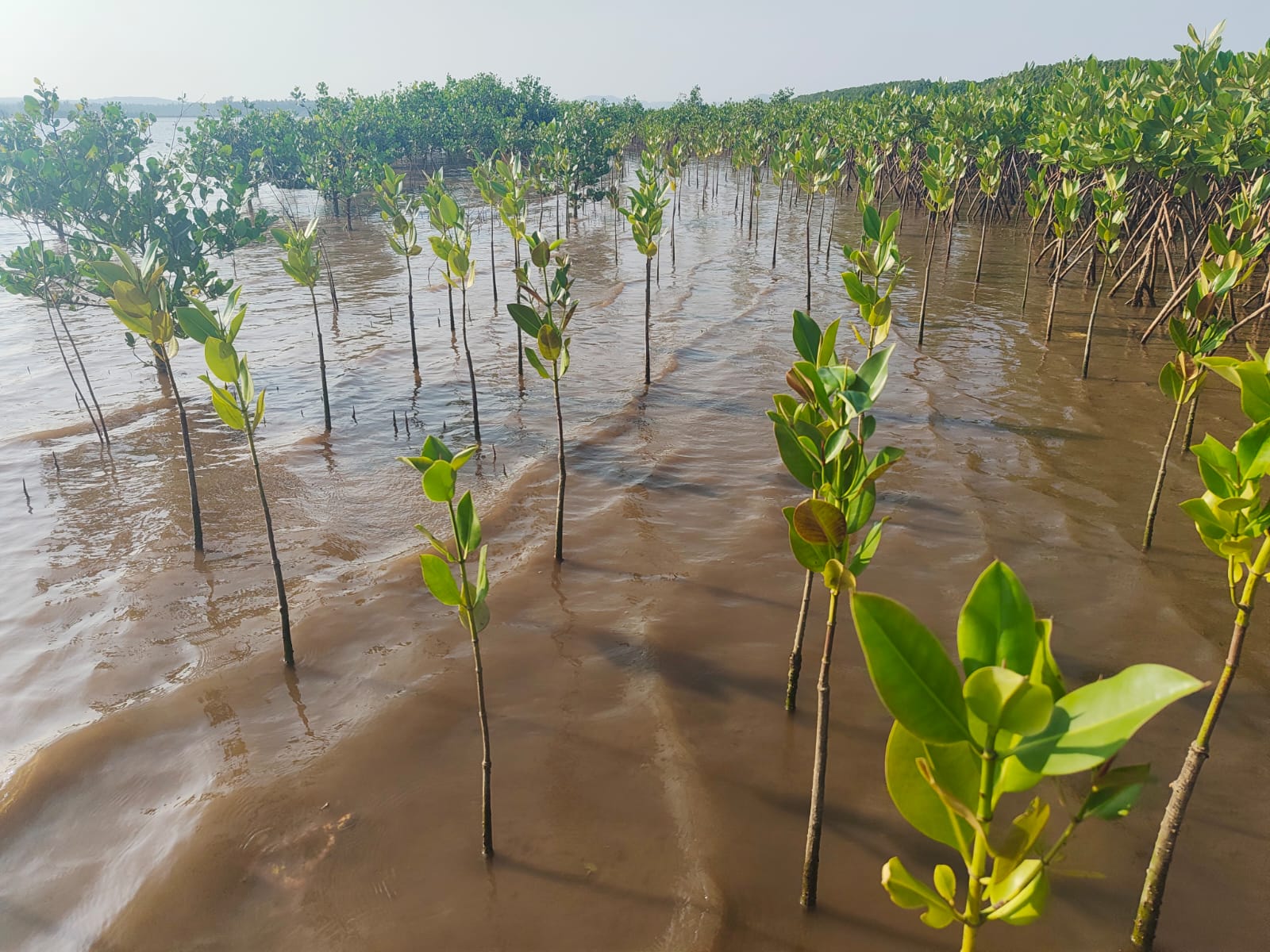 Biodiversity Conservation and Mangrove Plantations Phase II